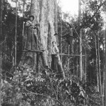 2-2 Timber gettes in the Richmond District c.1900.