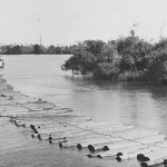 Drogher Aggie towing raft of pine logs, Richmond River