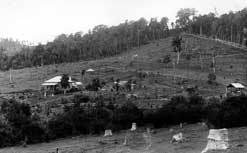 Farm cleared from the Big Scrub